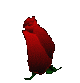 roses-14.gif